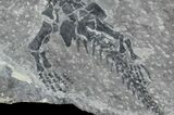Discosauriscus (Early Permian Reptiliomorph) #76374-4